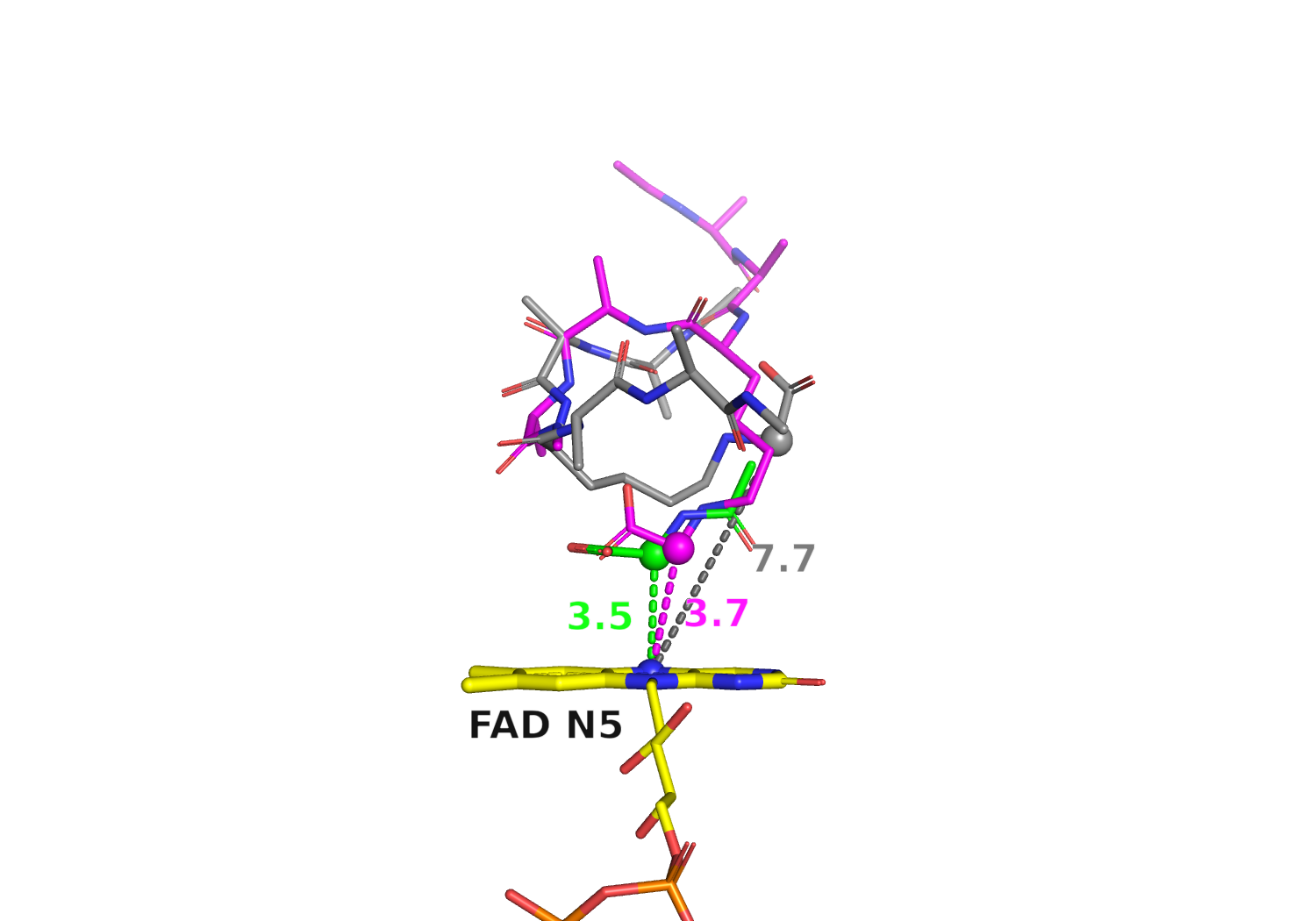 Comparison of the top-ranked docking pose, pose 19, and a homologous crystal reference above FAD N5